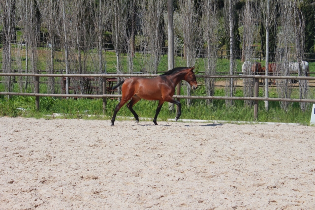 escuela de equitacion